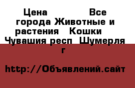 Zolton › Цена ­ 30 000 - Все города Животные и растения » Кошки   . Чувашия респ.,Шумерля г.